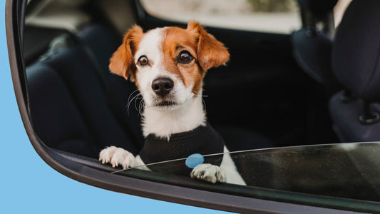 The Importance of Pet Safety in Vehicles: Protecting Your Furry Friends
